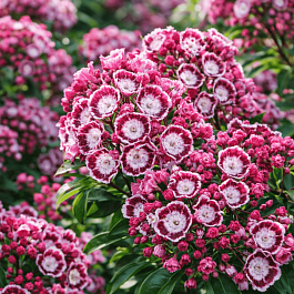 Кальмия широколистная Bandeau