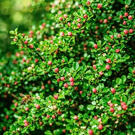 Кизильник горизонтальный Tangstedt