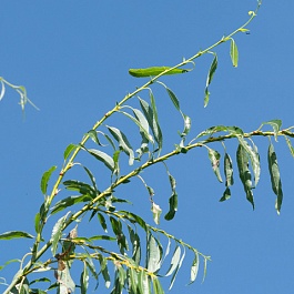 Ива остролистная Pendulifolia Ива остролистная Pendulifolia