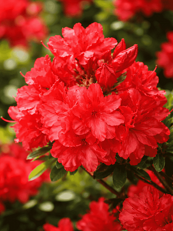 Азалия крупноцветковая Feuerkopfchen