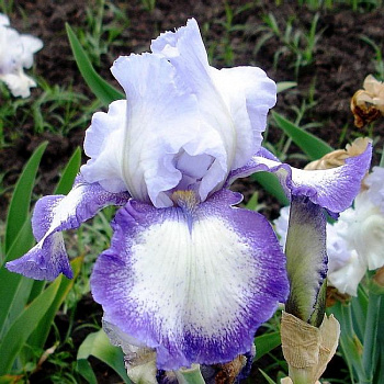 Ирис бородатый Бандера Волтц