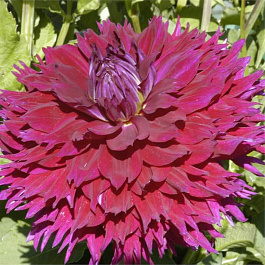 Георгина Декоративная Дженниферз Уэддинг