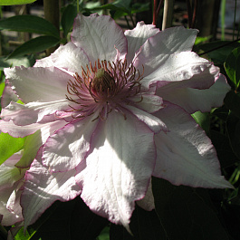 Клематис крупноцветковый Нина