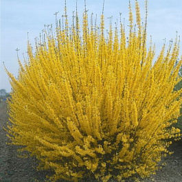 Форзиция промежуточная Спектабилис