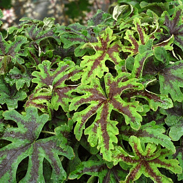 Тиарелла Орегон Трейл