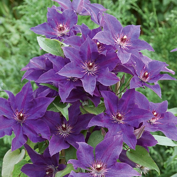 Клематис крупноцветковый Президент Клематис крупноцветковый Президент