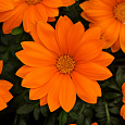 Газания (Гацания) Clear Orange Газания (Гацания) Clear Orange