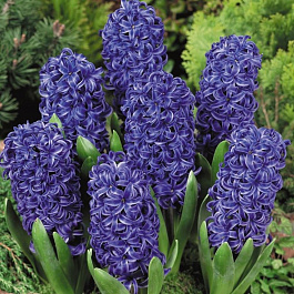 Гиацинт садовый Блу Перл