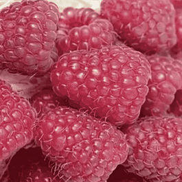 Малина обыкновенная Brice