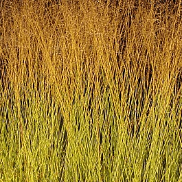 Молиния тростниковая Windsaule