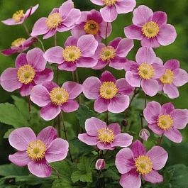 Анемона хубейская Rose Shades