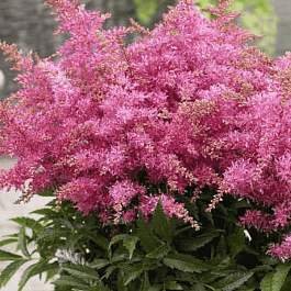 Астильба гибридная Raspberry