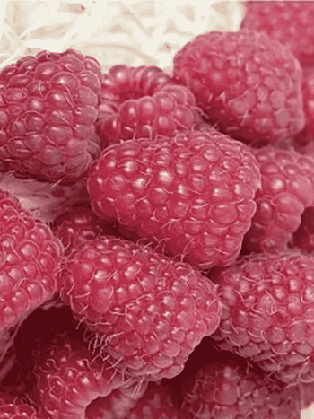 Малина обыкновенная Brice