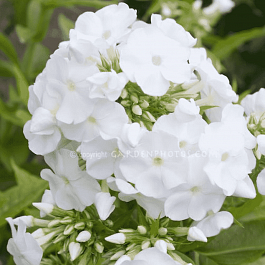 Флокс метельчатый Ice Cap