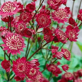 Астранция большая Fokker Red