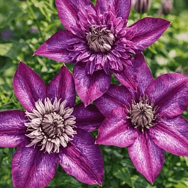 Клематис Cassis