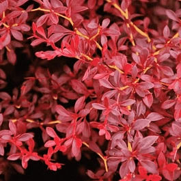 Барбарис Тунберга Red Dream