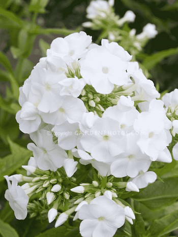 Флокс метельчатый Ice Cap