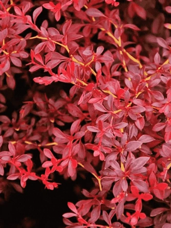 Барбарис Тунберга Red Dream