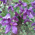 Клематис (Ломонос) гибридный Память Сердца