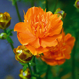 Купальница культурная Оранж Принцесс