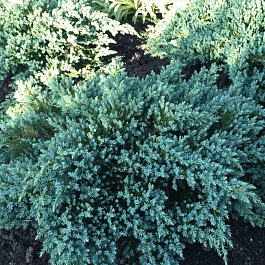 Можжевельник чешуйчатый Little Joanna