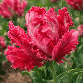 Тюльпан попугайный Weber's Parrot