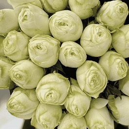 Роза чайно-гибридная Pure Blonde