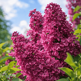 Сирень обыкновенная Старая Москва