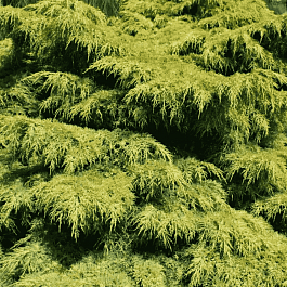 Можжевельник средний Old Gold