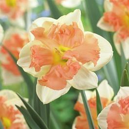 Нарцисс Сплит корона Vanilla Peach