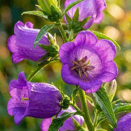 Колокольчик средний Campana Lilac