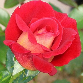 Роза флорибунда Кэп Хорн