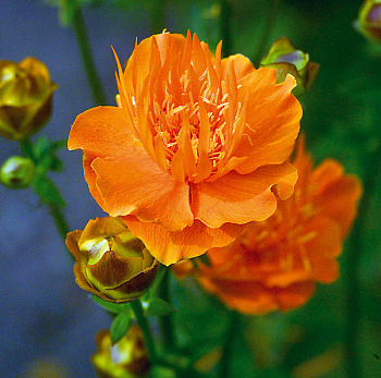 Купальница культурная Оранж Принцесс