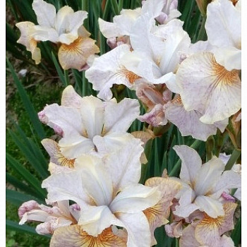 Ирис сибирский Сара Тиффни