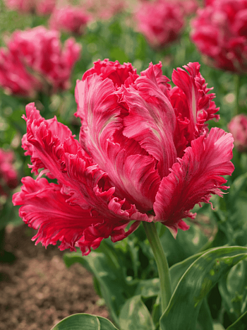 Тюльпан попугайный Weber's Parrot