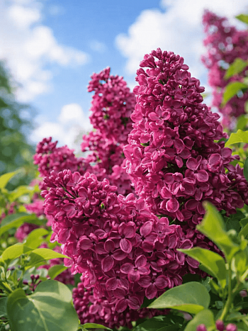 Сирень обыкновенная Старая Москва