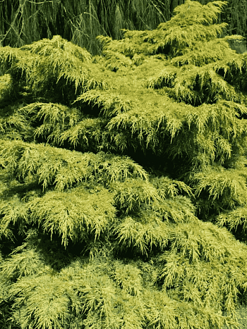 Можжевельник средний Old Gold