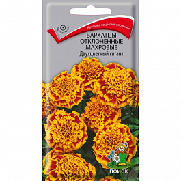 Бархатцы отклоненные махровые Двухцветный гигант