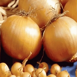 Лук-севок Купидо