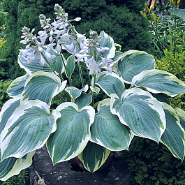 Хоста гибридная Орайонз Белт