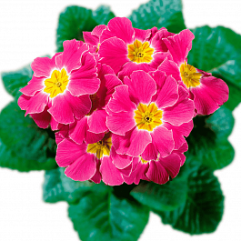 Примула Hethor Pink