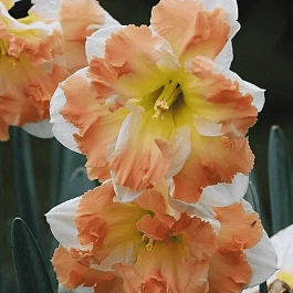 Нарцисс Cum Laude