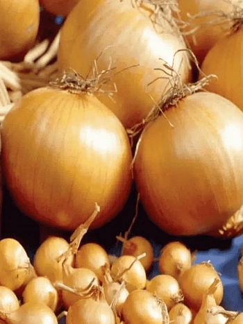 Лук-севок Купидо