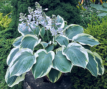 Хоста гибридная Орайонз Белт