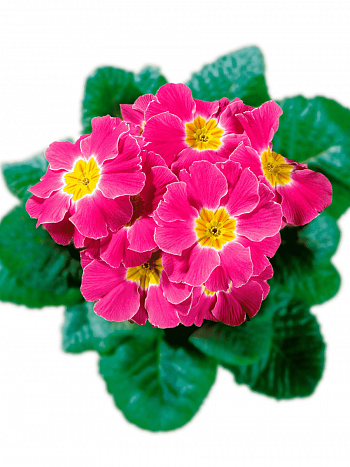 Примула Hethor Pink