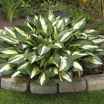 Хоста гибридная Революшн