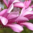 Магнолия лилиецветная Betty
