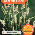 Келерия сизая