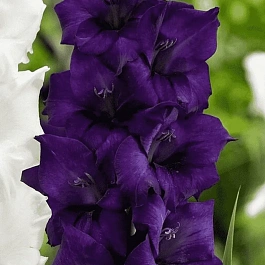 Гладиолус Purple Flora